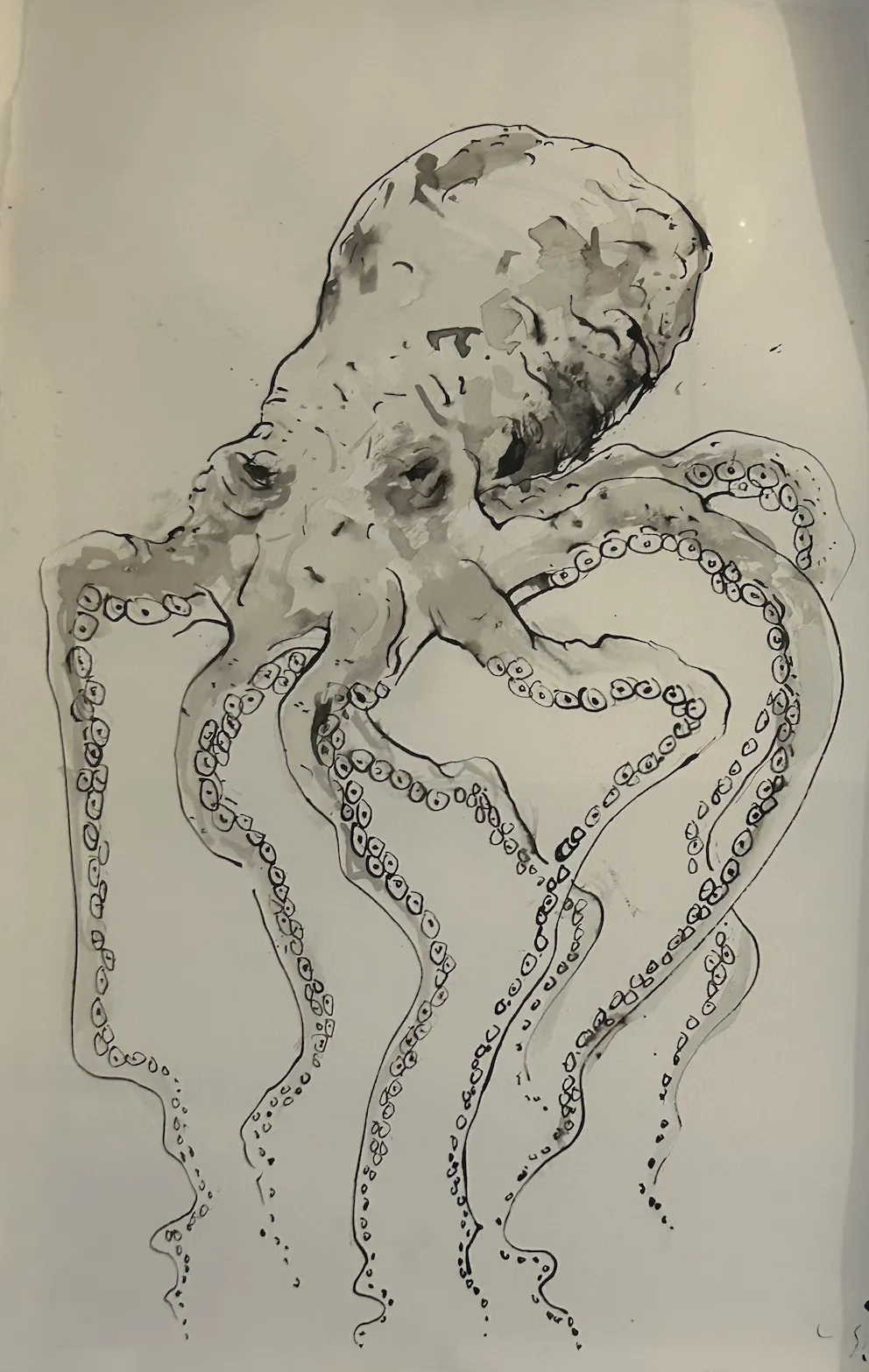 Luke Sciberras, Octopus, 2020, ink on paper, 40 x 60 cm